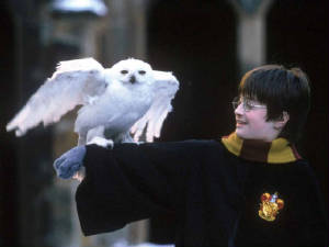 harryandhedwig.jpg